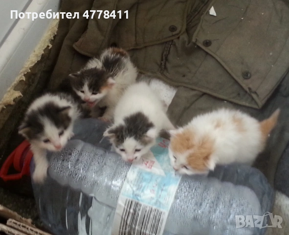 Подаряваме 4 котета сирачета