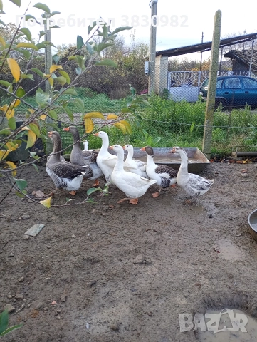 Продавам гъски, снимка 3 - Патици и гъски - 52564989