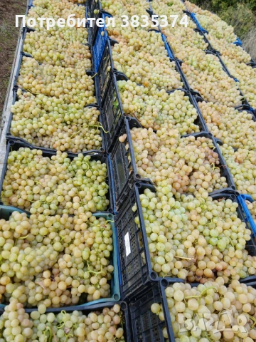 Продавам грозде, снимка 1