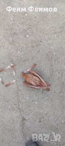 Поморийски гълъби, снимка 6 - Гълъби - 46263838
