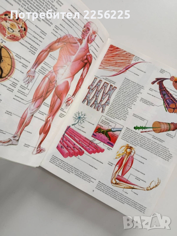 Семейна медицинска енциклопедия/Илюстровано ръководство, снимка 3 - Енциклопедии, справочници - 53402398