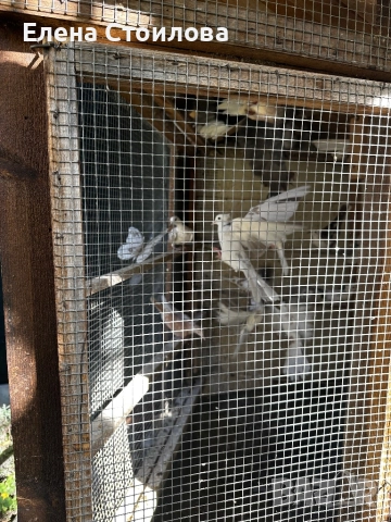 Гугутки различни видове, снимка 7 - Гълъби - 52254187