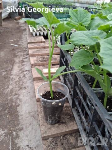 Разсад краставици, снимка 2 - Разсади - 53703158