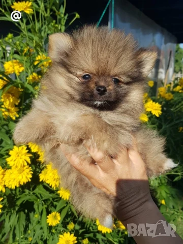 Померан померанче момченце снимки от днес 18.07.2025г, снимка 1