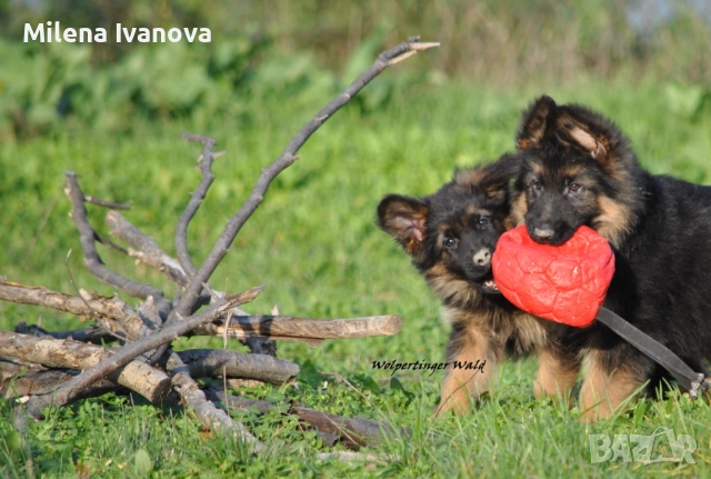 Мъжки немски овчарки с ДЪЛЪГ косъм , снимка 5 - Немска овчарка - 52844724