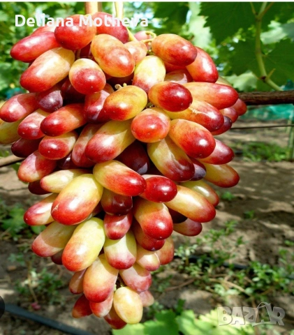 Десертен сорт " Маникюр", снимка 3 - Разсади - 53453274