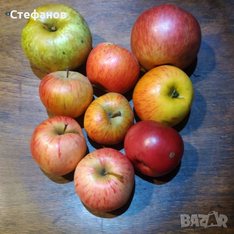 Калеми от разни сортове ябълки и круши, нови и стари , снимка 4 - Разсади - 53744673