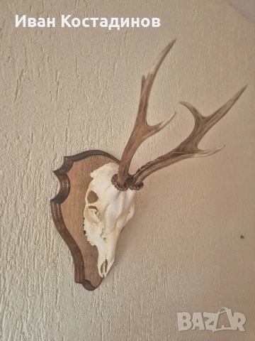 Ловен трофей от Сръндак, снимка 3 - Декорация за дома - 51001501
