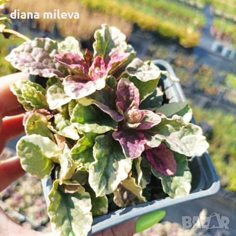 АЮГА ПЪСТРОЛИСТНА, Ajuga ‘Burgundy Glow’, студоустойчива, почвопокривна, снимка 4 - Градински цветя и растения - 46793376