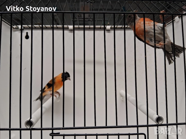 Венецуелски скатии, снимка 3 - Канари - 52944016