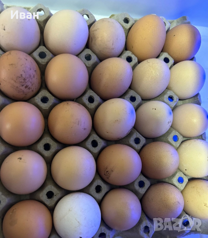 Пресни кокоши яйца, снимка 1 - Домашни продукти - 45031132