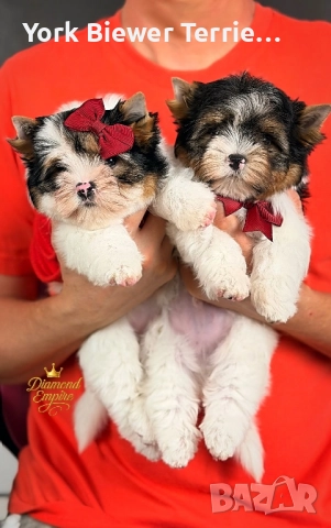 Йорки! Страхотни бебе с родословие за семейства с деца