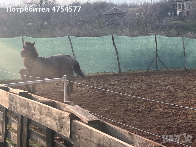 Каракачанска, снимка 3 - Коне - 53701803