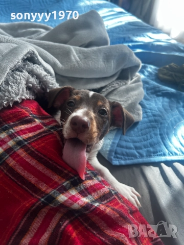 ПРОДАВАМЕ ДЖАК РЪСЕЛ ЖЕНСКО 2710251941, снимка 9 - Джак ръсел териер - 52202849