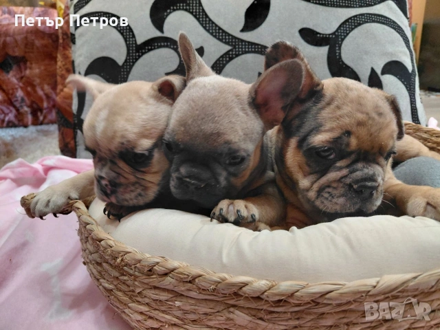 френски булдог -булдочета 