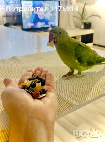 Папагал Алекзандър с клетка