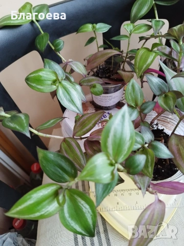 Традесканция 3 бр за 4.50 €, снимка 3 - Стайни растения - 52027182