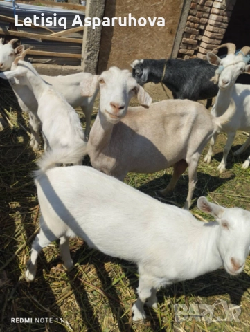 Ярета, Кози, Пръч, снимка 1