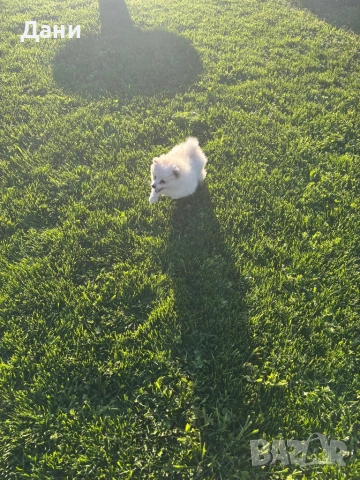 Мини шпиц - момиченце, снимка 2 - Шпиц - 54113414