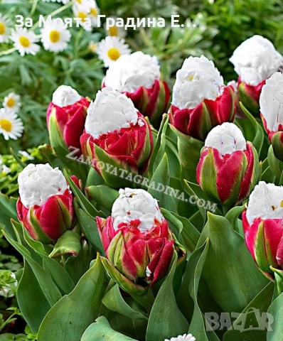 Сладоледено Лале , снимка 2 - Сортови семена и луковици - 53623458