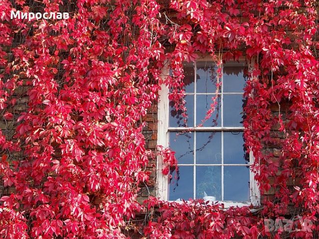 Продавам растения Дива лоза (Parthenocissus quinquefolia), снимка 9 - Градински цветя и растения - 45382708