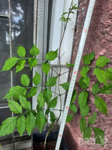 Кампсис, тромпетна лоза (Trumpet vine, Campsis radicans), снимка 3 - Разсади - 47008267