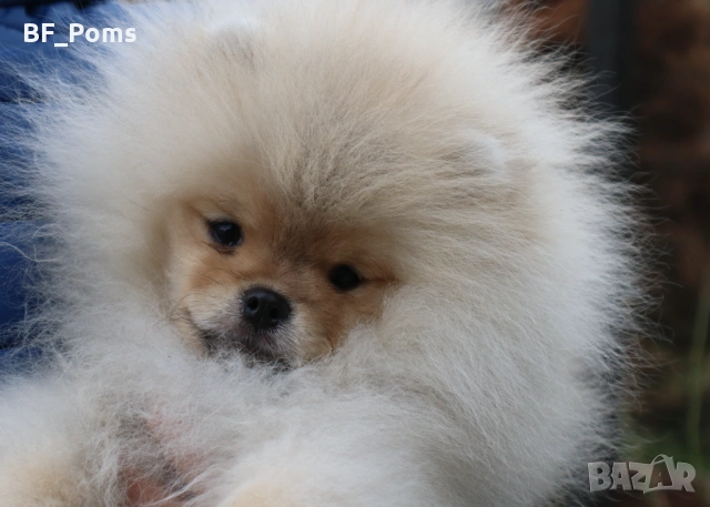 Страхотно момченце померан с родословие FCI, снимка 13 - Померан - 52918943
