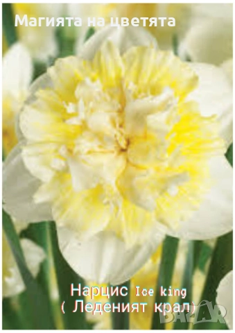 Кичести нарциси 10 сорта, снимка 8 - Градински цветя и растения - 51659641