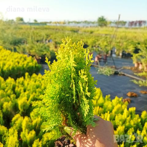 Източната туя Ауреа Нана, Thuja orientalis ‘Aurea Nana’, снимка 7 - Градински цветя и растения - 46569102