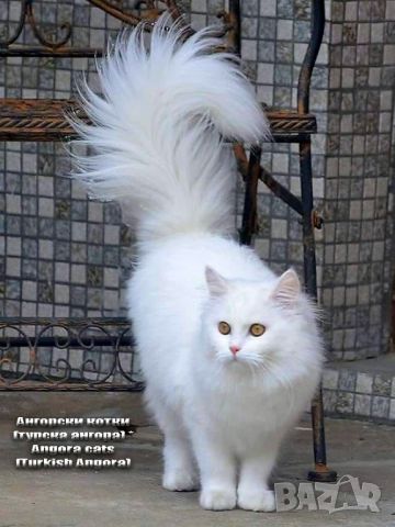 Турска ангора, чистокръвна ангорка, пухкаво двуцветно коте, женско котенце, ангорче, снимка 6 - Ангорски - 45958027