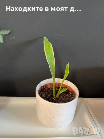 Сенсевиера Меч 