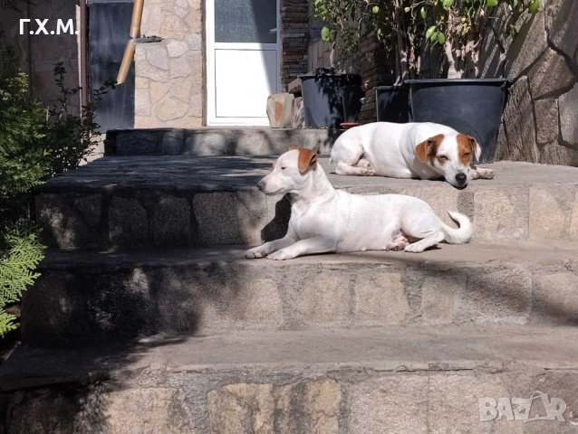 Джак ръсел , снимка 2 - Джак ръсел териер - 52470681