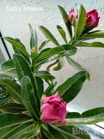 Адениум Андромеда, снимка 2 - Стайни растения - 51693465