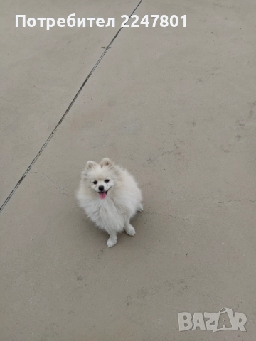 Померан , снимка 12 - Померан - 51823060
