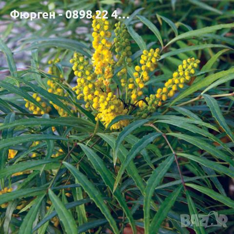 Махония (Mahonia soft caress) Цена 26лв, снимка 3 - Разсади - 45689741