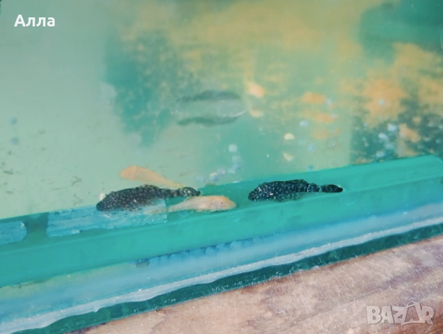 Анцитруси малки и големи , снимка 2 - Рибки - 53710676