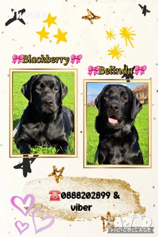 Лабрадор ретривър с родословие