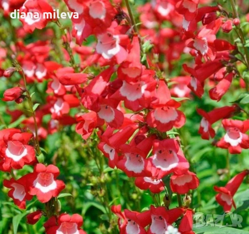 Пенстемон червен,Penstemon polaris Red, студоустойчив