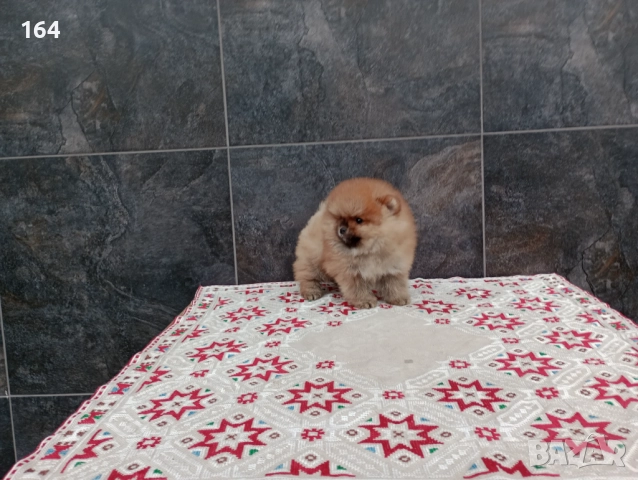 Мъжки Померани., снимка 4 - Померан - 52697509