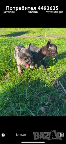 Френски булдог