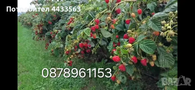 Разсад ягоди и малини , снимка 5 - Разсади - 49802437
