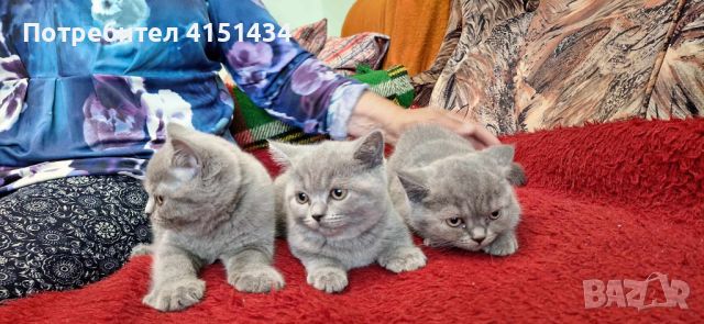 Британски сиви котета , снимка 1 - Британска късокосместа - 46470453