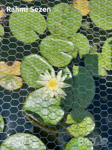 Водна лилия, снимка 4 - Градински цветя и растения - 45667041