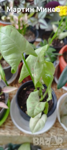 Сингониум (Syngonium) «Milky Confetti» 