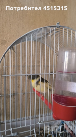 Male Canary Gloster, снимка 2 - Канари - 52115676