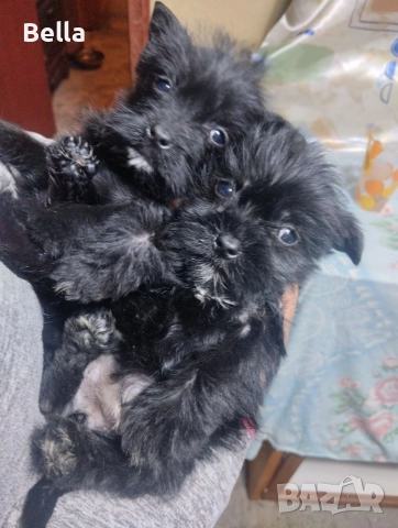 Мини Цверк шнауцер , снимка 8 - Други - 52958340