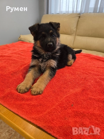 Уникална млада госпожица , снимка 3 - Немска овчарка - 52881278