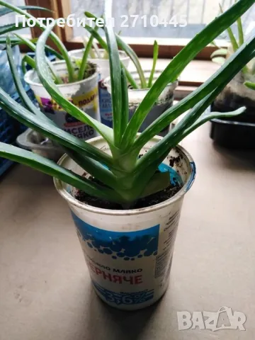Лечебно Алое Вера и Дървовидно алое, снимка 5 - Стайни растения - 34336379
