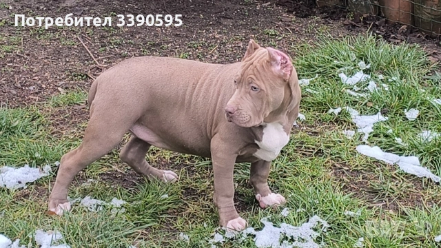 Американско були Хл 