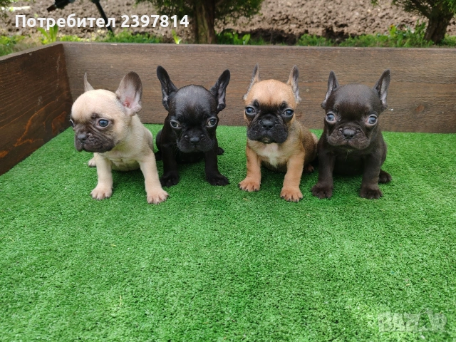 Френски булдог , снимка 5 - Френски булдог - 53832556